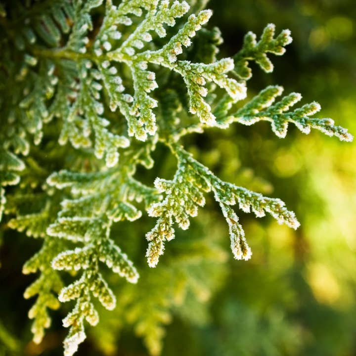 Cypress and Bayberry for wholesale by Alectrona Candles