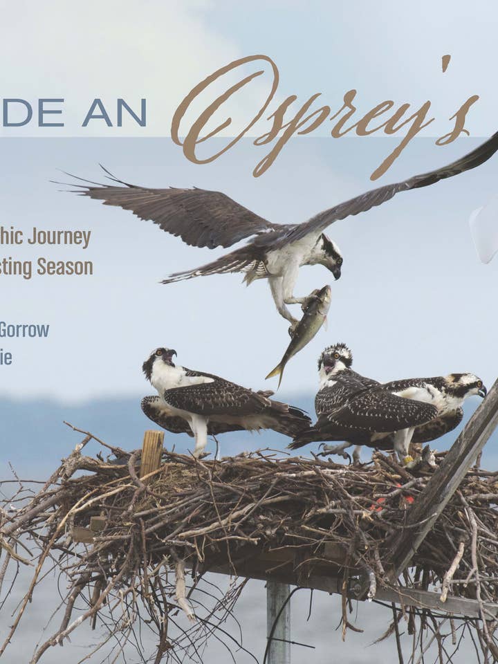 Inside an Osprey's Nest for wholesale by Schiffer Kids