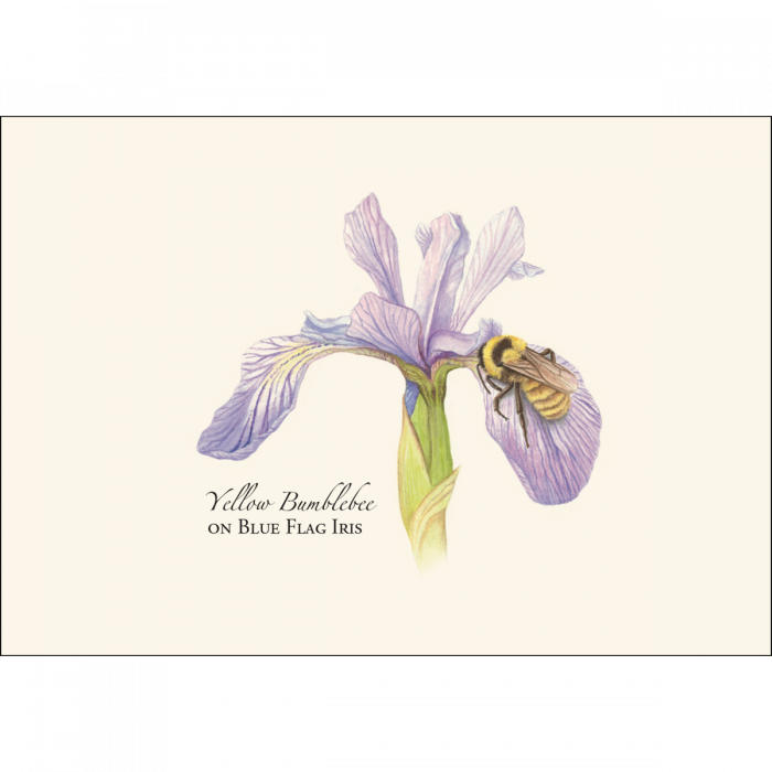 Earth Sky + Water - Wholesale Stationery/Notecard Set - Bumblebee Assortment Notecard Set4