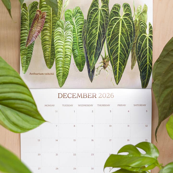 Aaron Apsley Artwork - Wholesale Calendar - 2026 Aroid Wall Calendar2