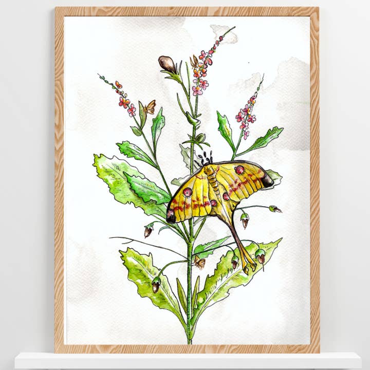 Impresión floral en acuarela Luna Moth | Arte mural botánico para venta al por mayor de Wild Life Design Co.