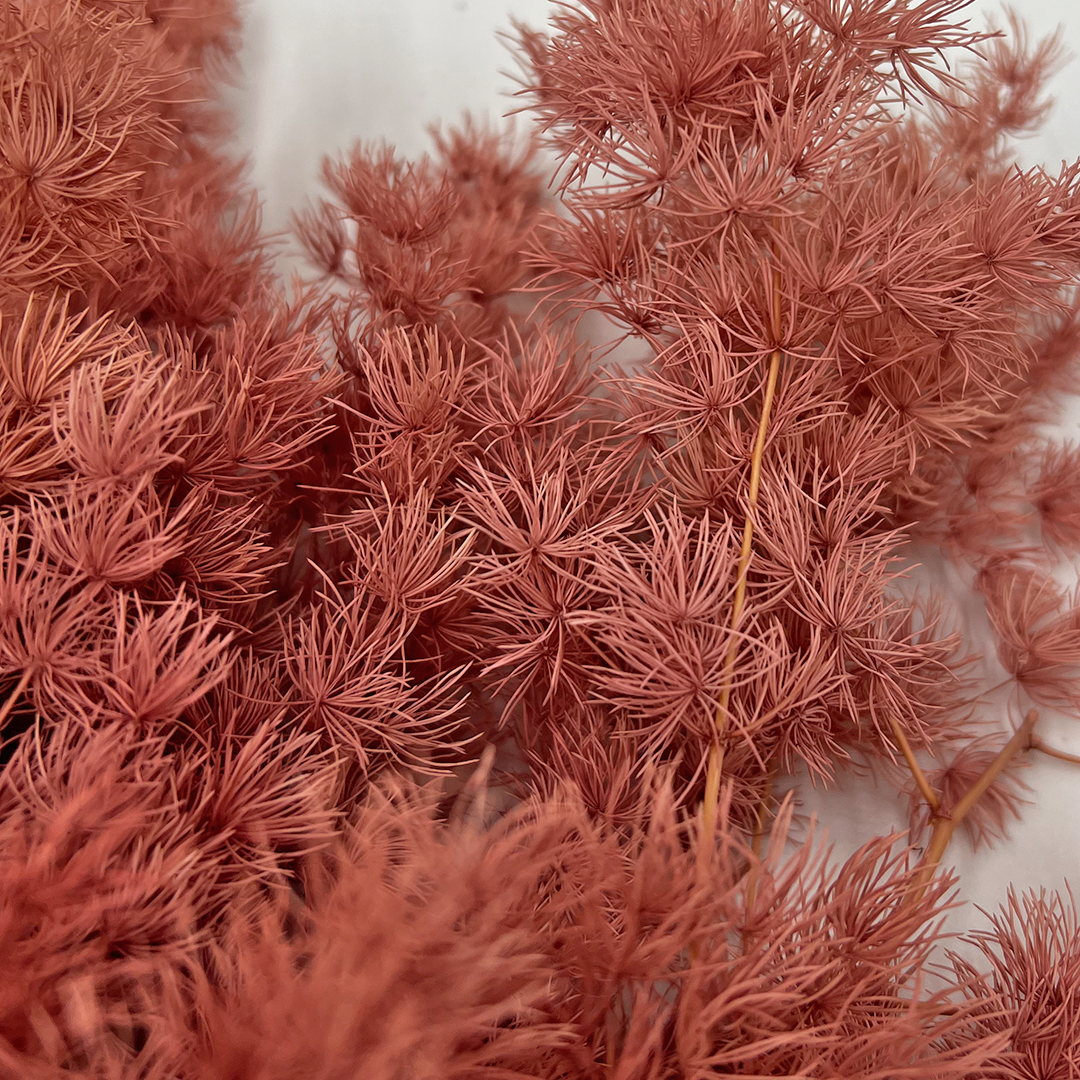 2626 Designs - Venta al por mayor Flores secas/prensadas - Helecho Espárrago Preservado, de 30 a 50 cm de largo19