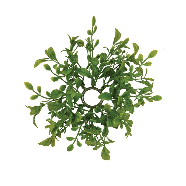 Saybrook Lane - Wholesale Candle Holder - Fresh Sprouted English Boxwood Candle Ring - 1"