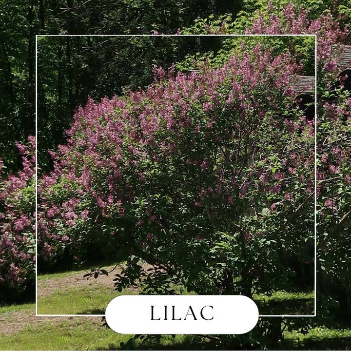 Lilac Hanging Reed Diffuser for wholesale by Made by Charlee