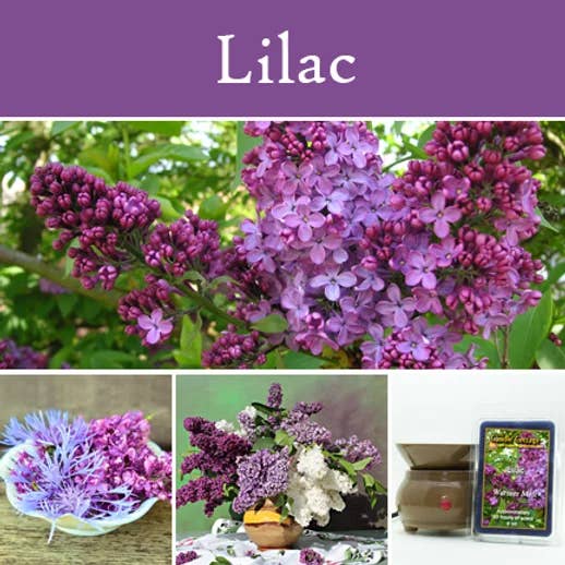 The Candle Cottage & DUOS Dual Fragrance Candles - Wholesale Wax Melt - Lilac Jumbo Wax Melt