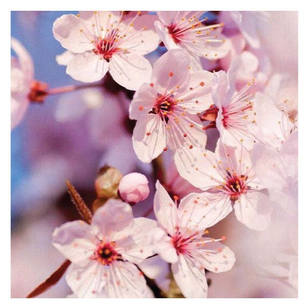 Silk oil of Morocco - Wholesale Hand sanitiser - Alcohol Spring Fresh Hand Sanitiser - Value Pack1