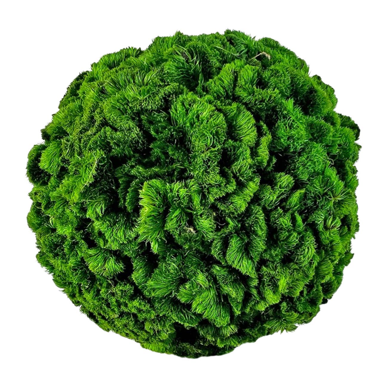 2626 Designs – wholesale Artificial plant – Box of 3 Preserved Cockscomb Topiary Balls Bowl Filler1