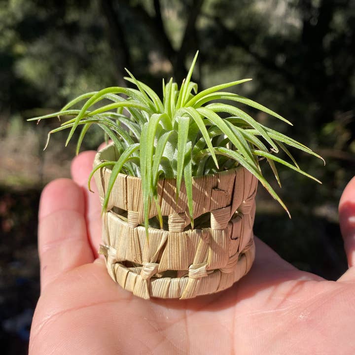 Airplant and décor pot for wholesale by The Cactus Bros