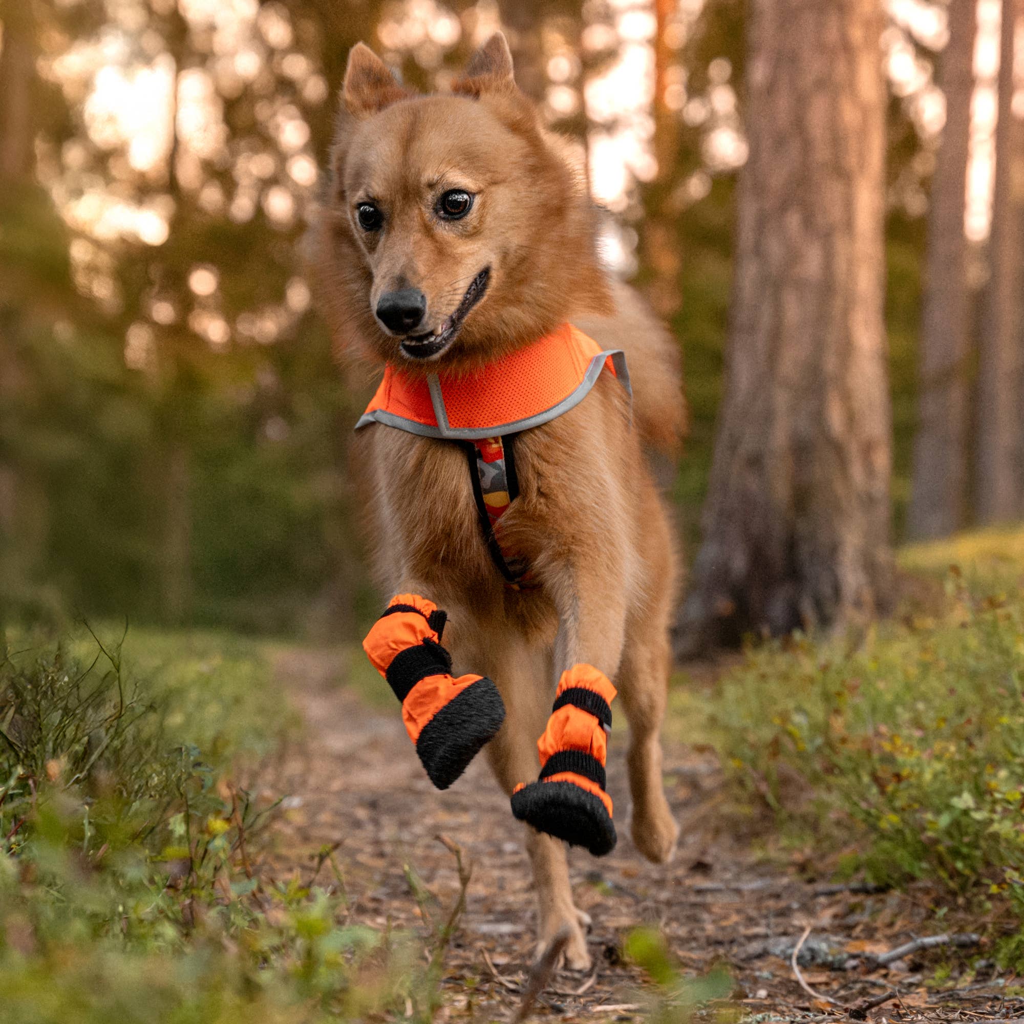 FINNERO - Vente Bottines – chien - FINNERO SULO bottines de protection pour chien, 2 pièces, orange6
