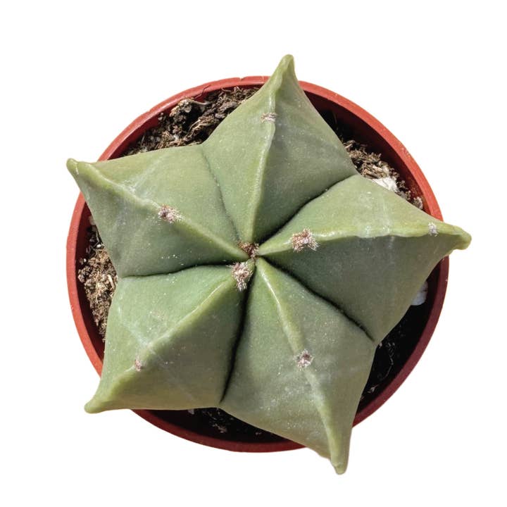 Bishop's Cap Nude | 3.5 inch | Astrophytum myriostigma ‘Nudem’ for wholesale by Succulent Wholesale