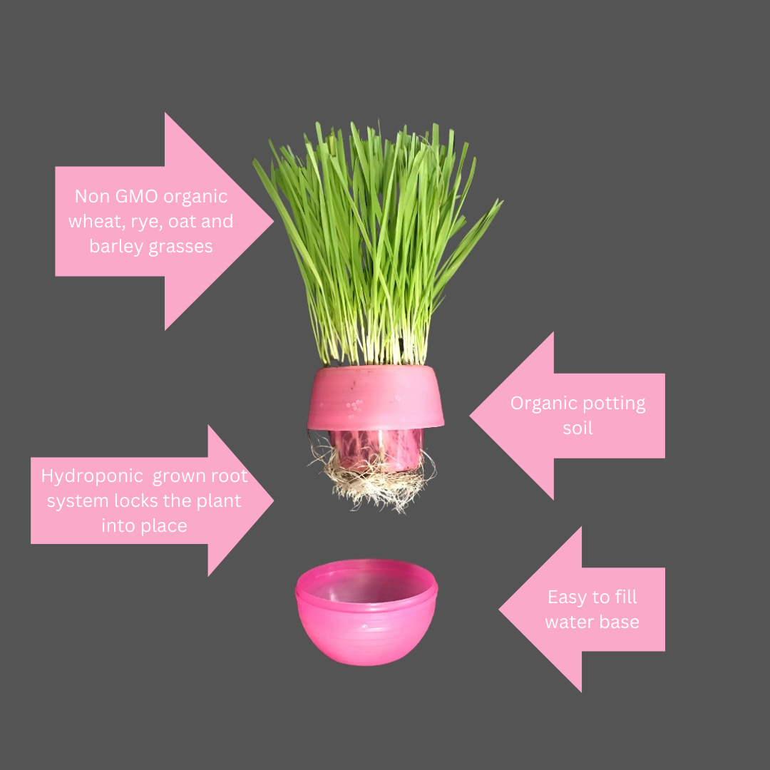 Mom’s Indoor Cat - Wholesale Pet Toy - Cat - Cat Grass Garden Balls 6