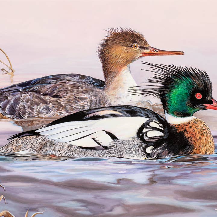 Rebekah Lowell Creative Studio - Wholesale Art Print - 2020 Maine Duck Stamp Print (Red-breasted Mergansers)