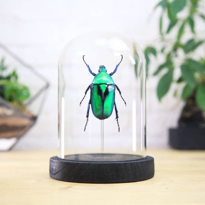 Curated Studio - Wholesale Decorative Tabletop Object - Green Shiny Scarab Beetle Taxidermy Bell Jar