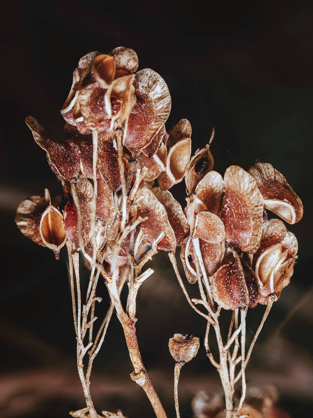 Olivia Fragrances - Wholesale Perfume/Eau de Toilette - Eau de parfum 100ml Dirty illusion1