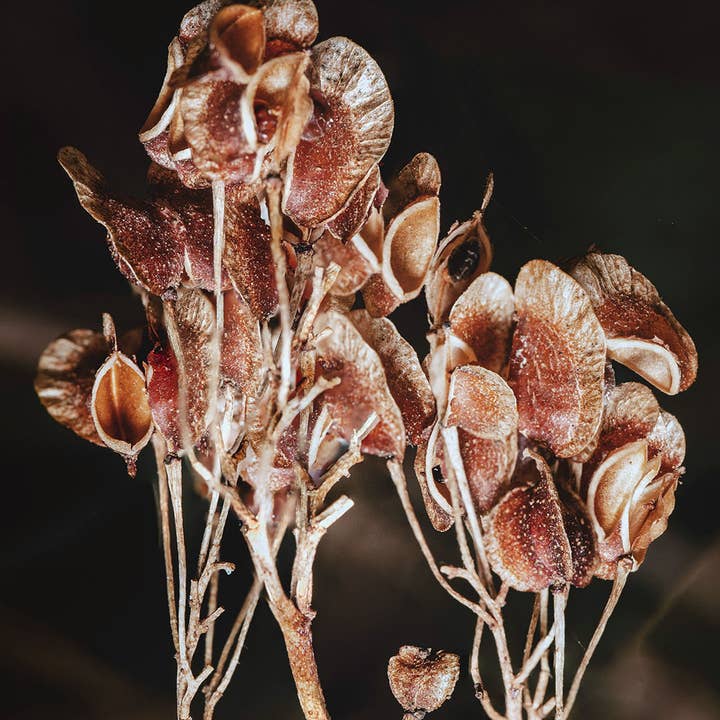 Olivia Fragrances - Wholesale Perfume/Eau de Toilette - Eau de parfum 100ml Dirty illusion1