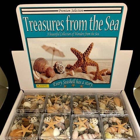 48 PC SHELLS IN DISPLAY BOX for wholesale by Darlene's Shells