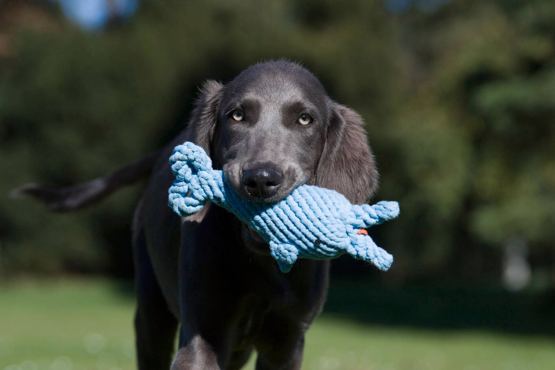 LABONI - Volentis GmbH - Wholesale Pet Rope Toy - Dog - Blanket TEDDY GREY - Multifunctional Blanket9