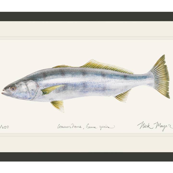 White Sea Bass Limited Edition Print for wholesale by Nick Mayer Art