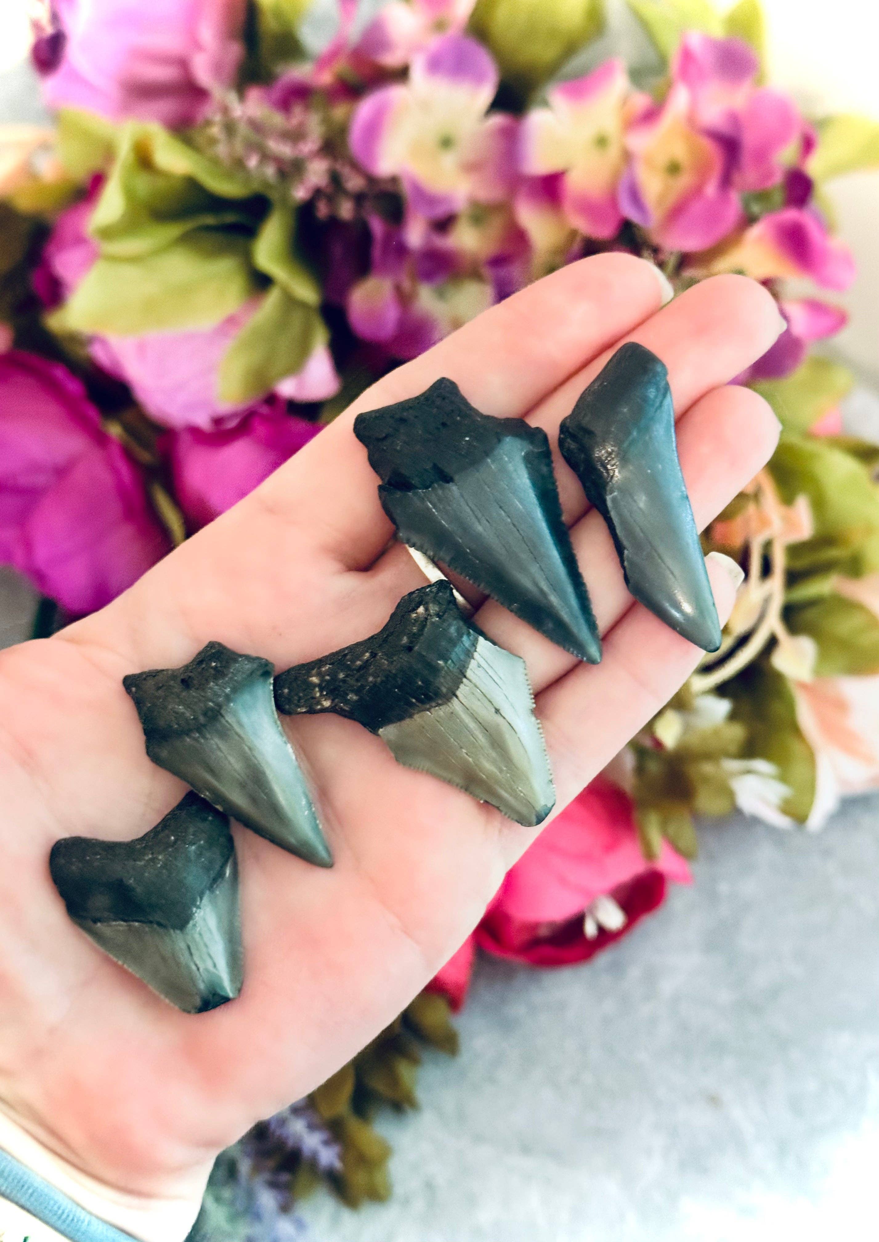 Mandala Gems – Engroshandel Spirituelle sten og krystaller – Små Megalodon-tandfossiler, Palæontologi-gave, Fossilgave2