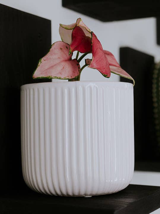 Wall Mounted Solid Wood Gallery Wall Plant Shelf — Midnight Black (3 pack) for wholesale by Daniel's Plants