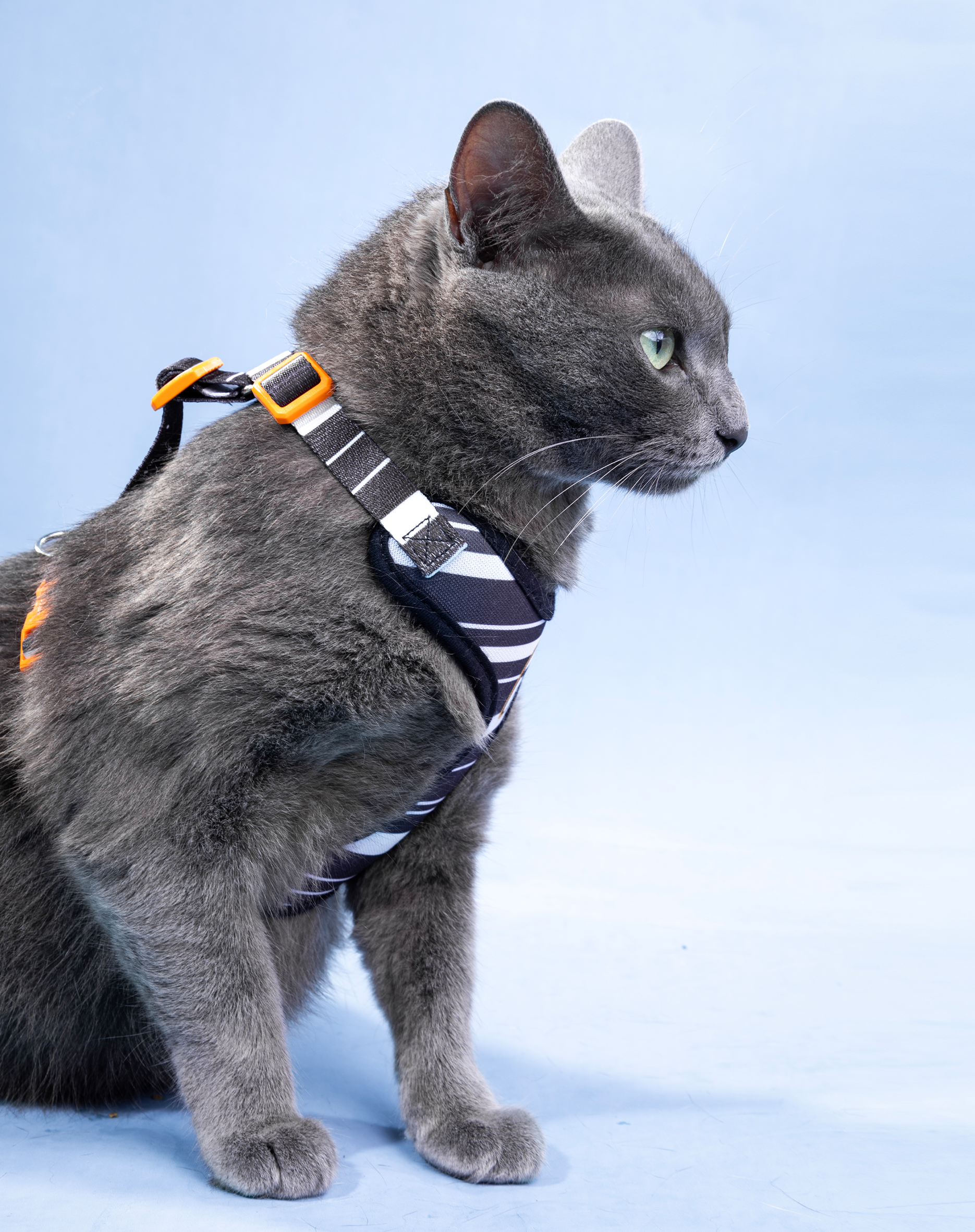 Toh - Venta al por mayor Arnés - Gatos - Conjunto de arnés en H para gato Comfort + correa Eclipse2