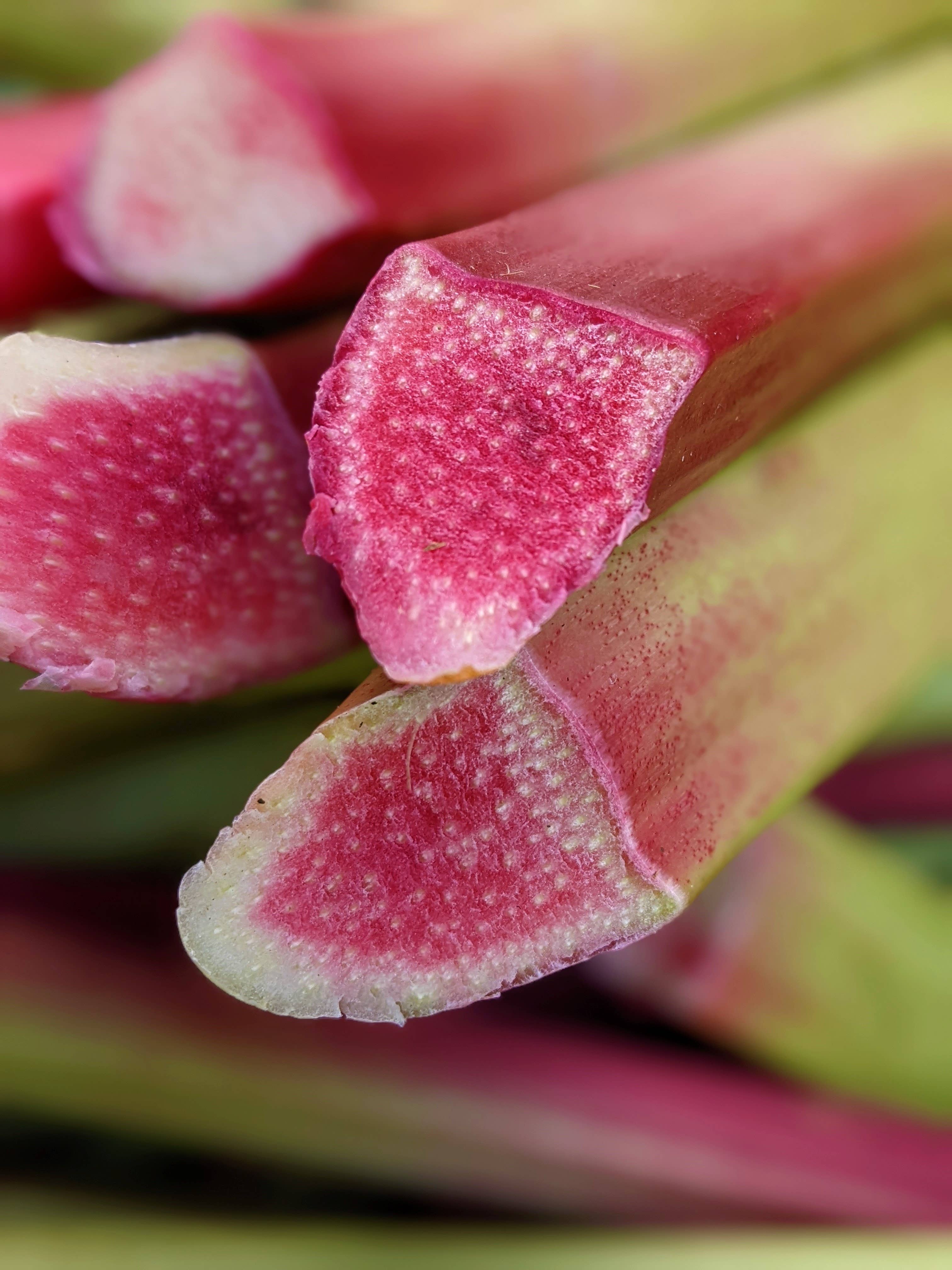 COUR RHEOUM - Wholesale Non-Alcoholic Aperitif/Mocktail - Rhubarb fervor4