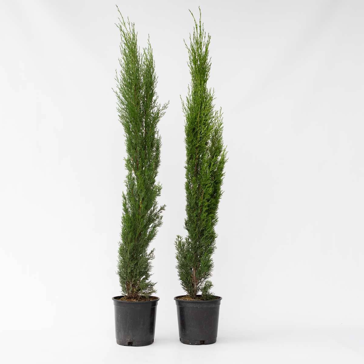 Oasis of Life - Wholesale Live Plant - Mediterranean Cypress – 2 Plants – Cupressus Sempervirens – Height 70–80cm – Ø19cm – Evergreen Columnar Tree for Garden & Terrace – Wintergreen Tuscan Cypress0