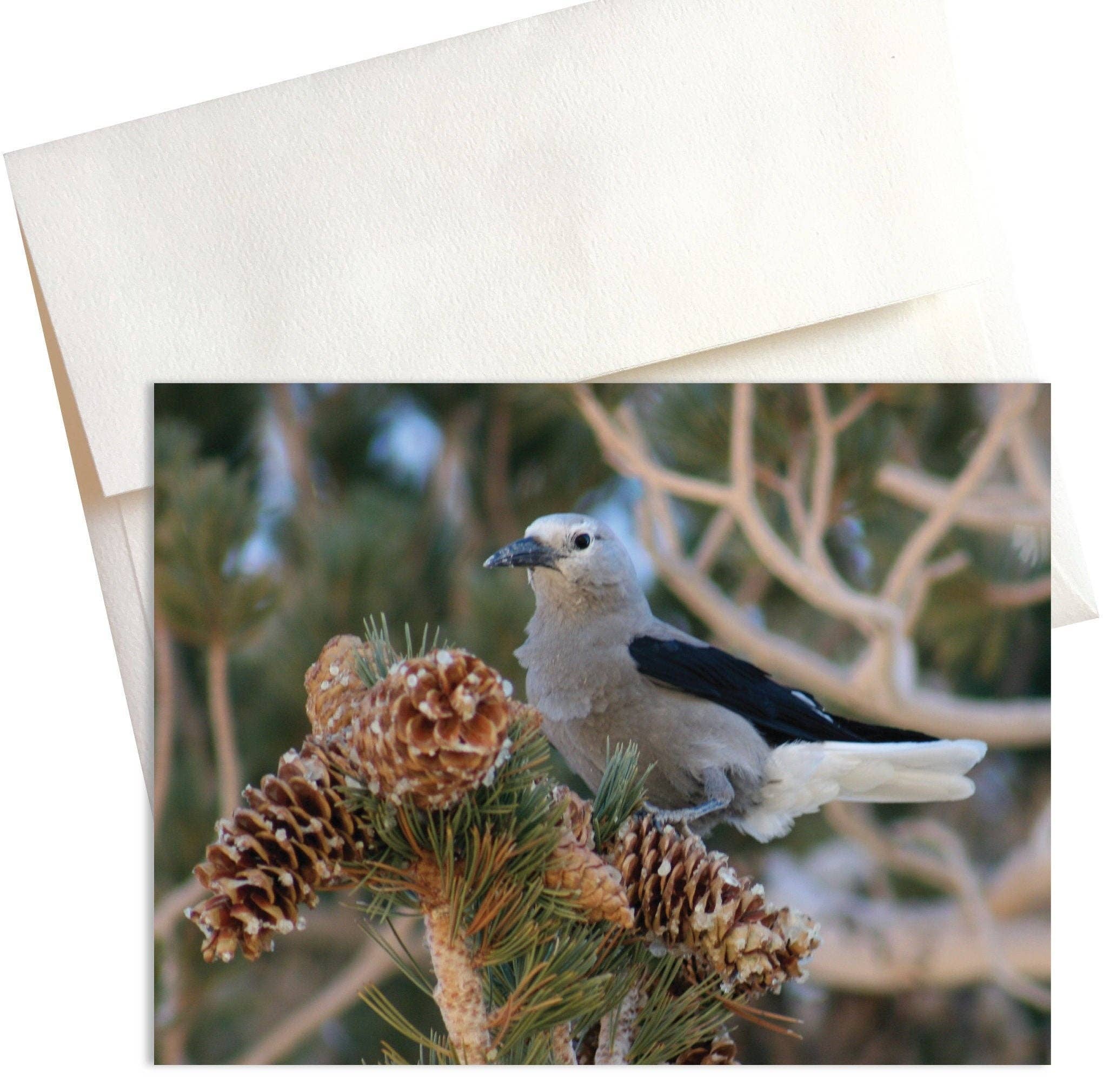 Mozaic Studio - Wholesale Stationery/Notecard Set - Clark's Nutcracker Nature Note Cards0