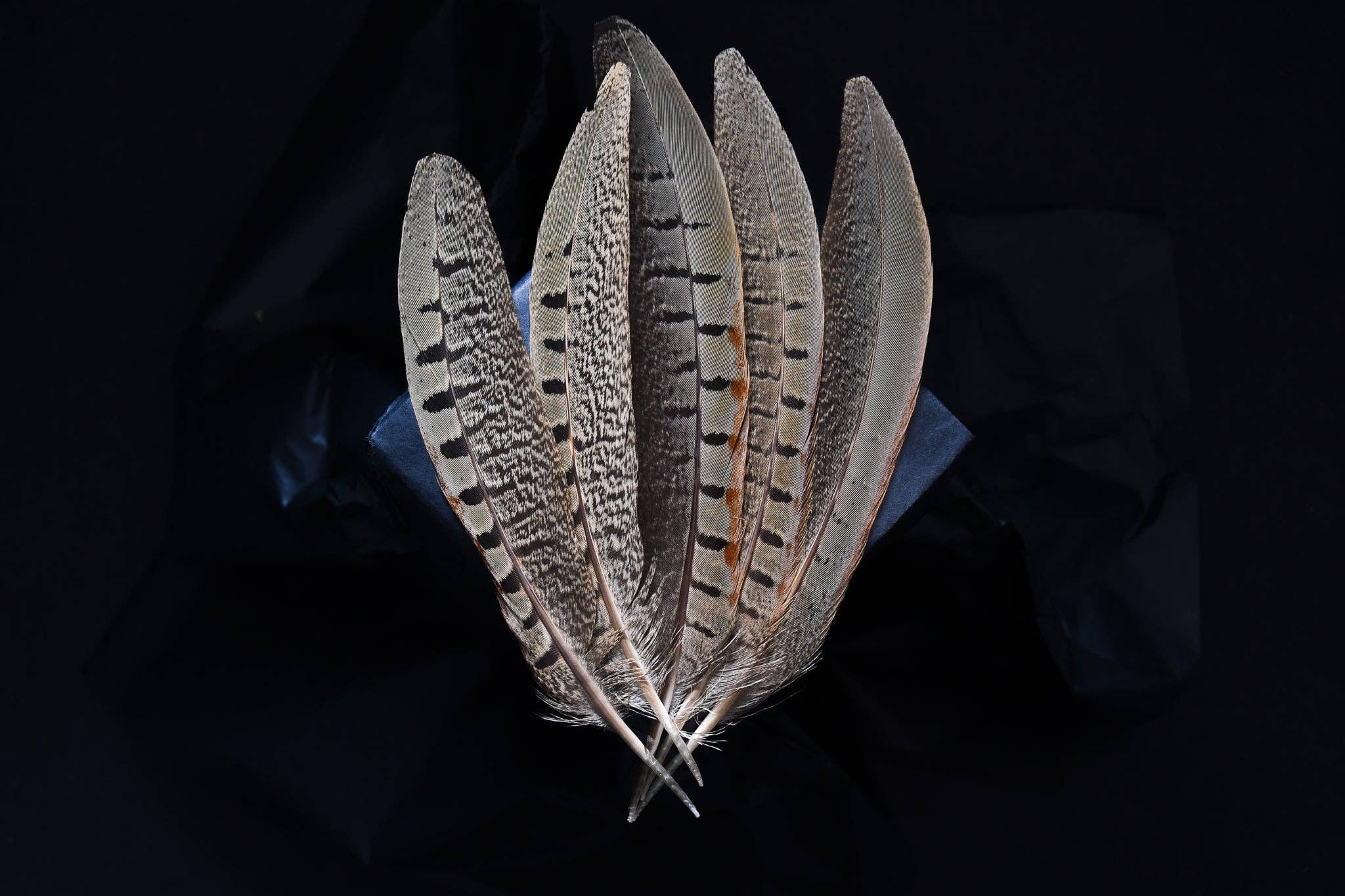 Plumes Naturelles - Vendita all'ingrosso Piume - Piume di fagiano1