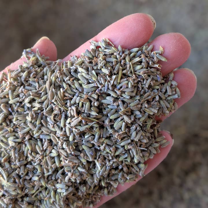 Fragrant Dried Lavender Buds 75g Retail Pack French Provence for wholesale by Daisy Gifts Ltd