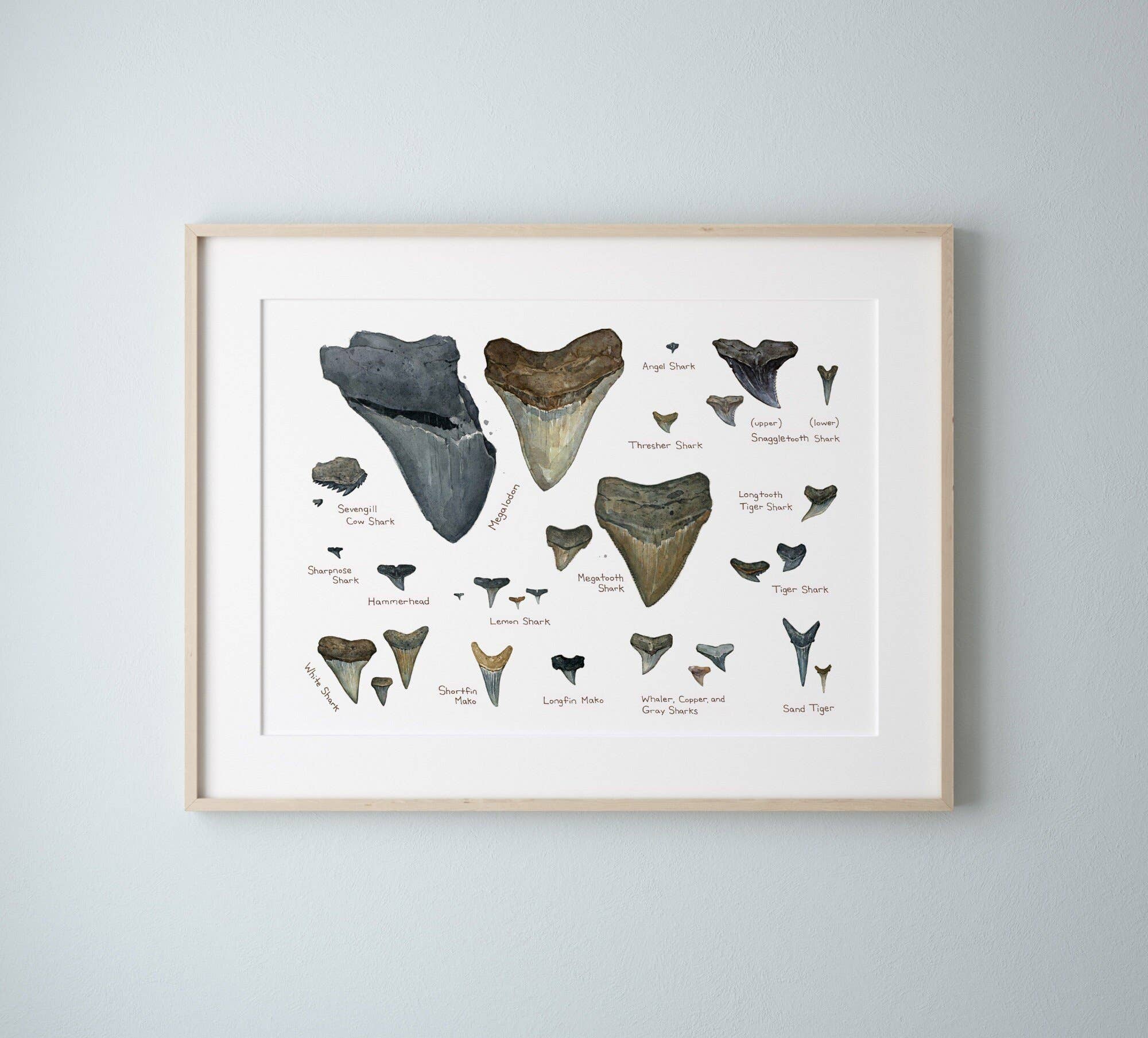 Studio Tuesday - Wholesale Art Print - Illustrated Fossil Shark Teeth Chart2