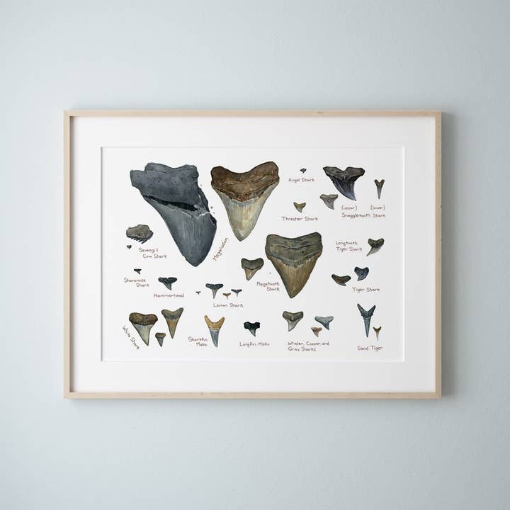 Studio Tuesday - Wholesale Art Print - Illustrated Fossil Shark Teeth Chart2