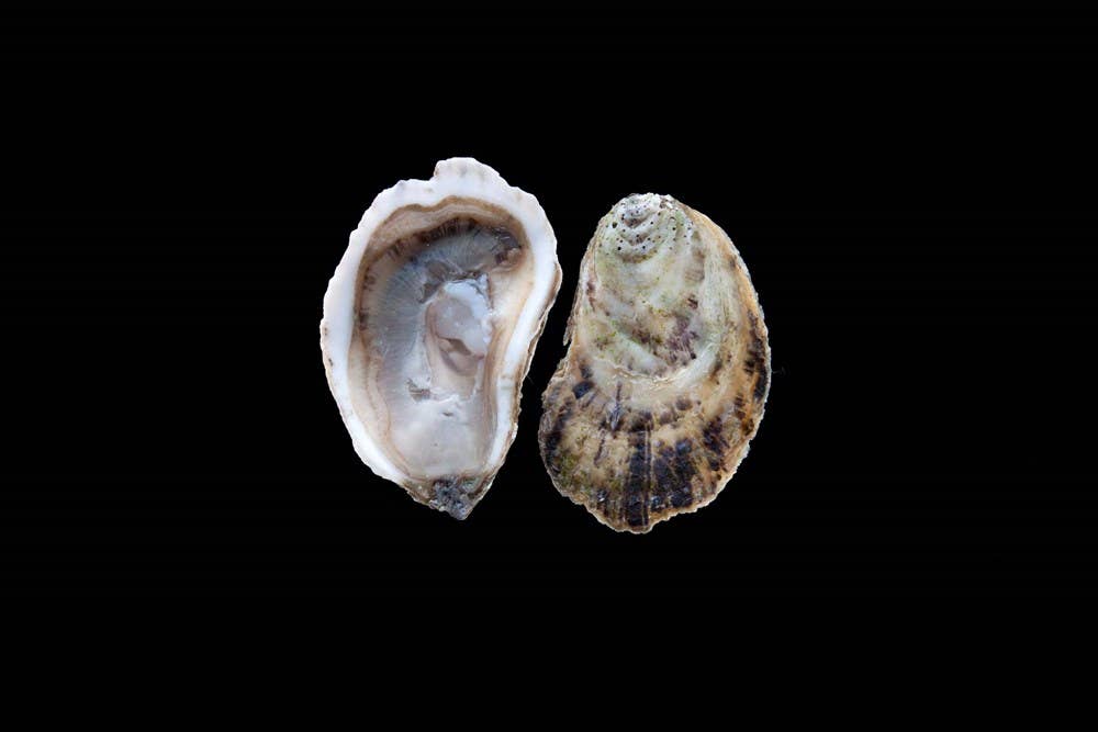 W. W. Norton - Wholesale Cookbooks & Food - Oysters: A Celebration in the Raw2