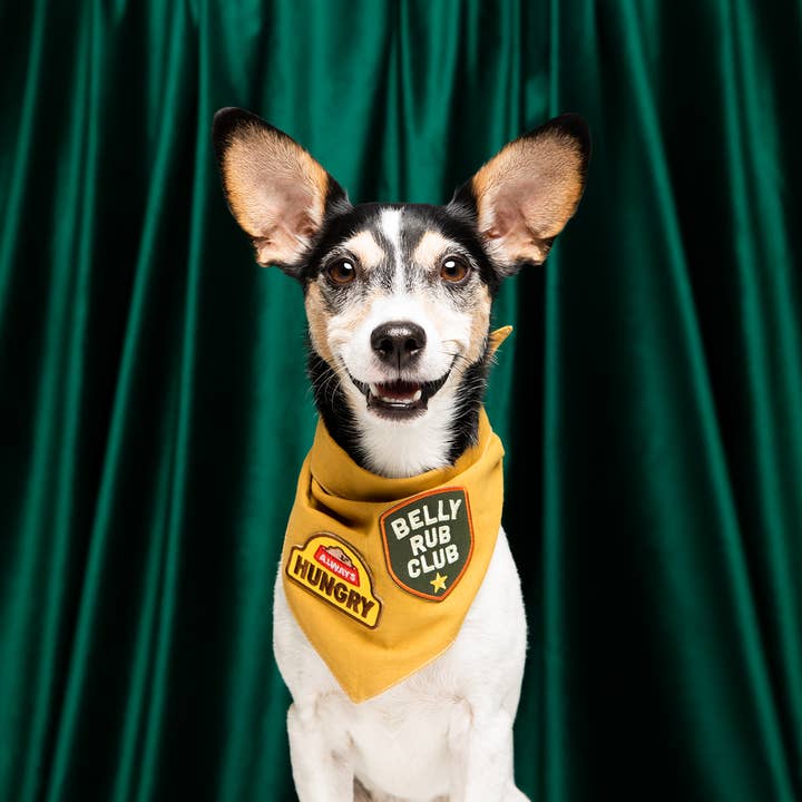 Scout's Honour - Wholesale Pet Bandana - Dog - Belly Rub Club iron-on patch for dogs