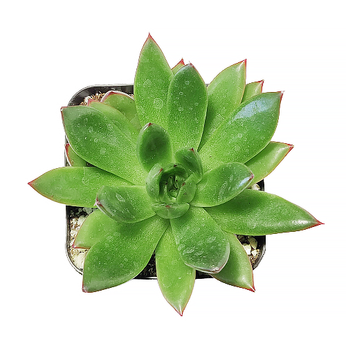 Best Plant Friend - Wholesale Succulent - Echeveria Agavoides Christmas  Live Succulent in 2in/4in Pot3