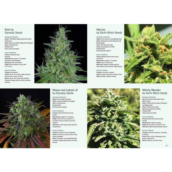 VisionWorks LLC - Wholesale Technology & Engineering - Cannabis Grower's Handbook, by Ed Rosenthal. 5