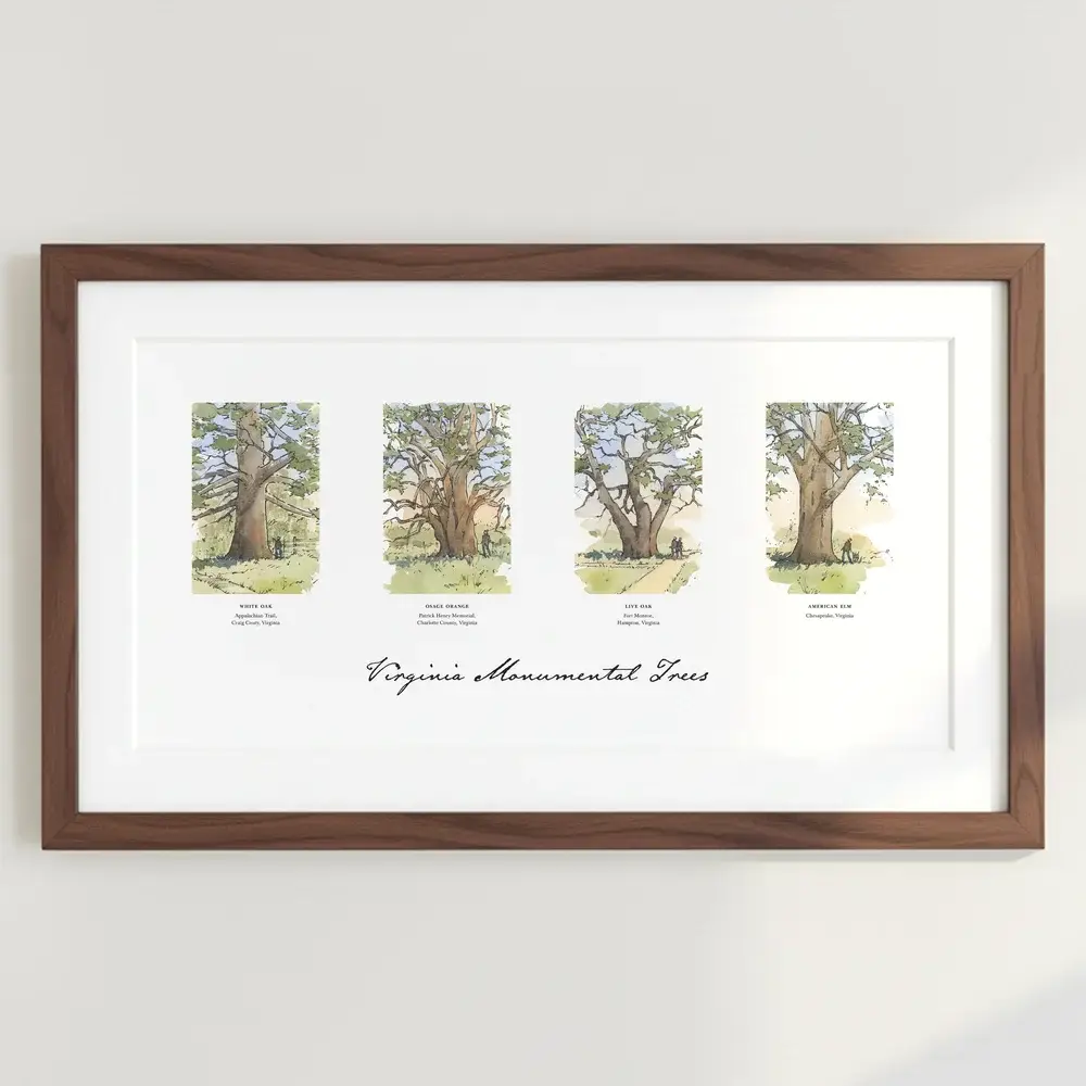 Peter Giraudeau - Wholesale Art Print - Virginia Monumental Trees I - Watercolor1