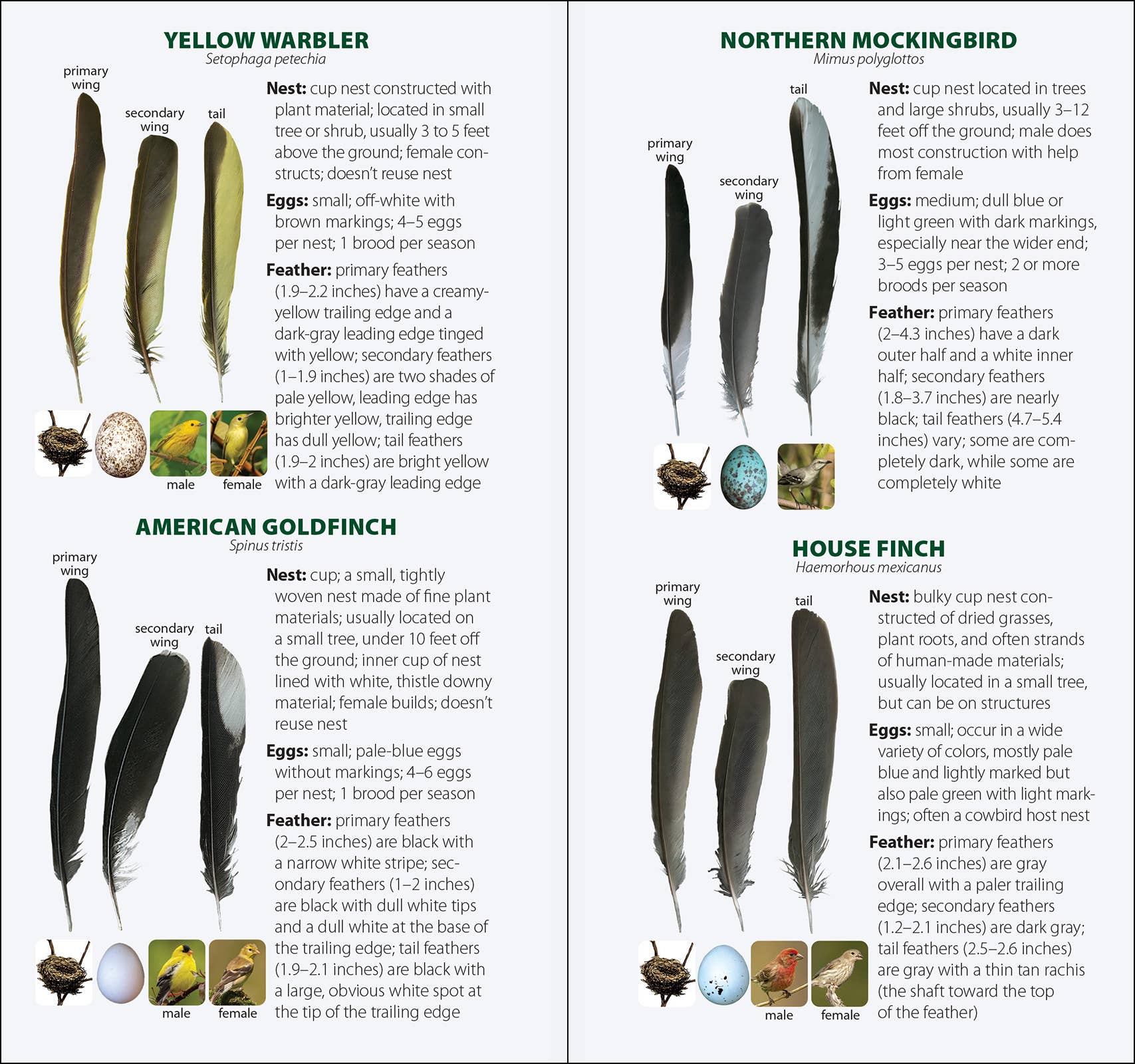 AdventureKEEN - Wholesale Nature & Outdoors - Bird Feathers & Eggs of the Midwest Quick Guide9