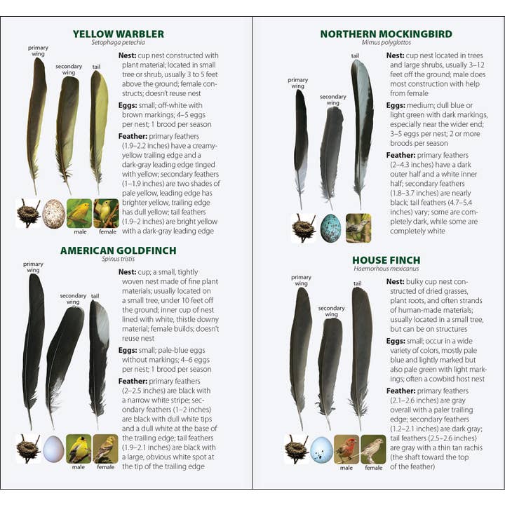 AdventureKEEN - Wholesale Nature & Outdoors - Bird Feathers & Eggs of the Midwest Quick Guide9