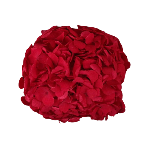 Concari.flores Preservadas - Wholesale Artificial Flowers - PRESERVED HYDRANGEA FLOWER8