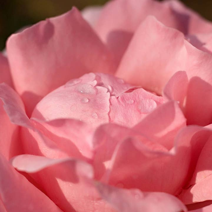 Somali Rose Incense Sticks for wholesale by Beaches of Tunisia, LLC