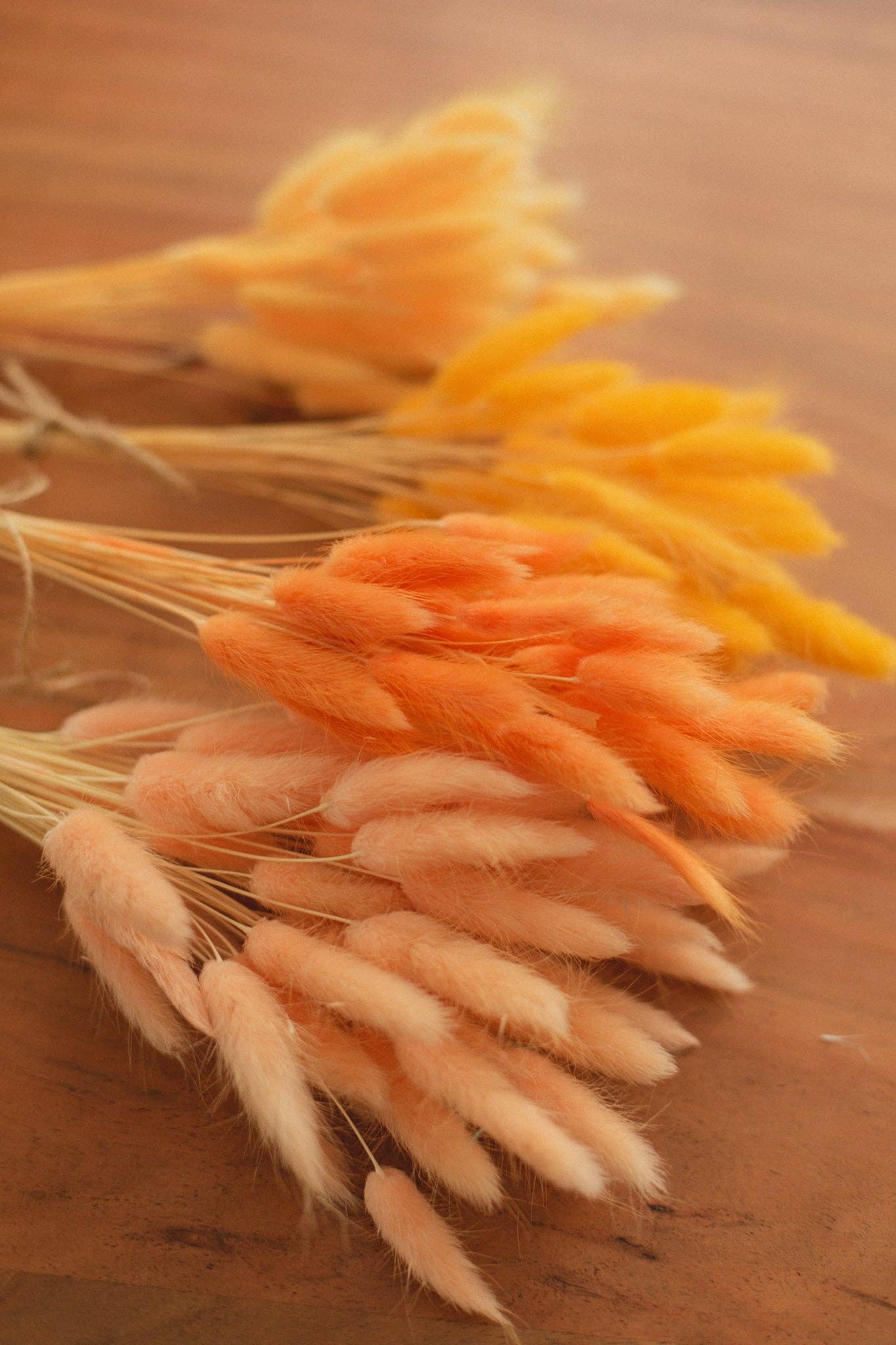 Eucalypt Co. - Venta al por mayor Flores secas/prensadas - Colas de conejo preservadas10