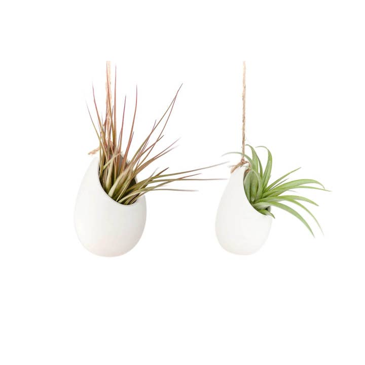 Air Plant Shop - Wholesale Hanging Planter - Large Ivory Ceramic Container4