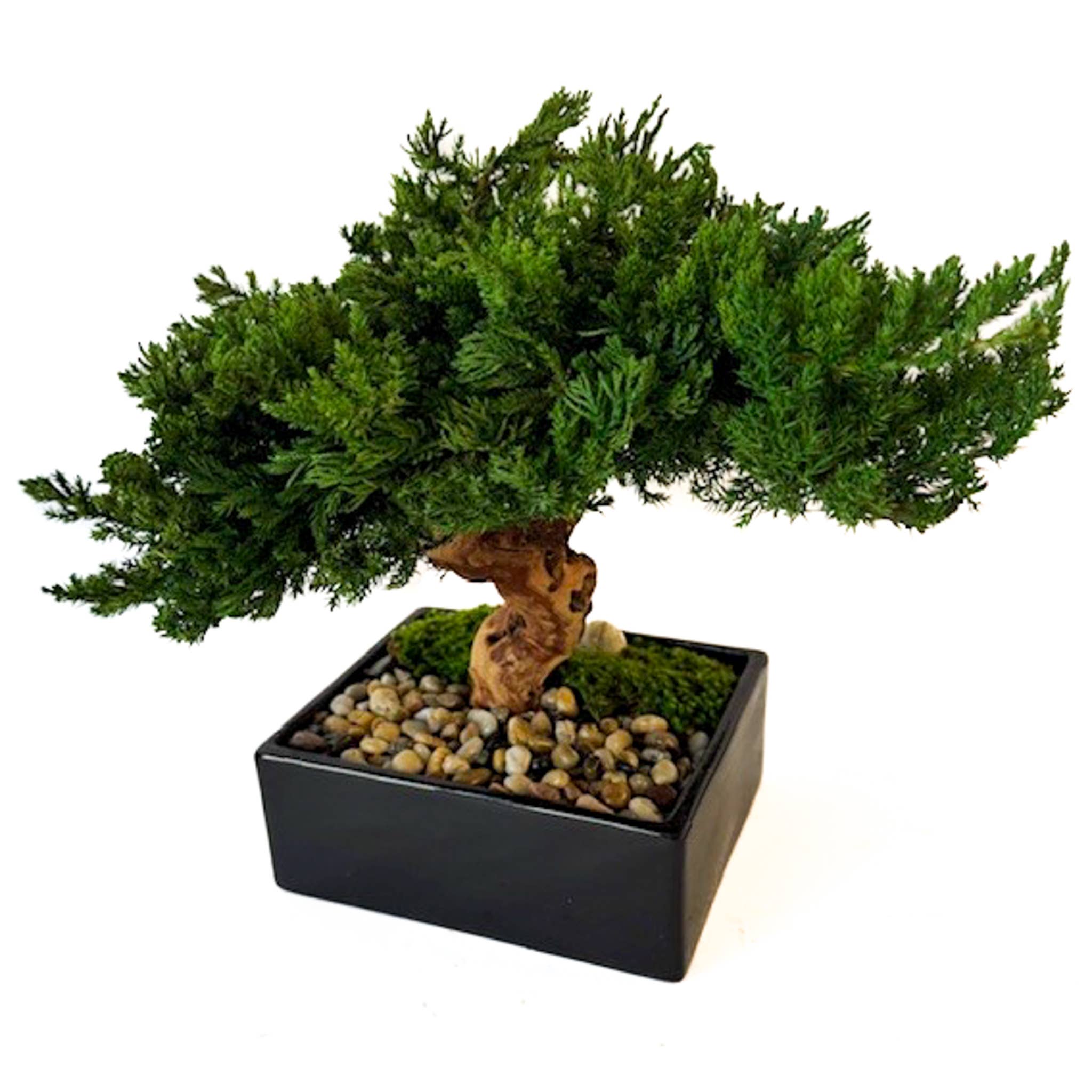 Forever Green Art – wholesale Konstgjord växt – Konserverad Monterey-bonsai i en svart keramikkruka2