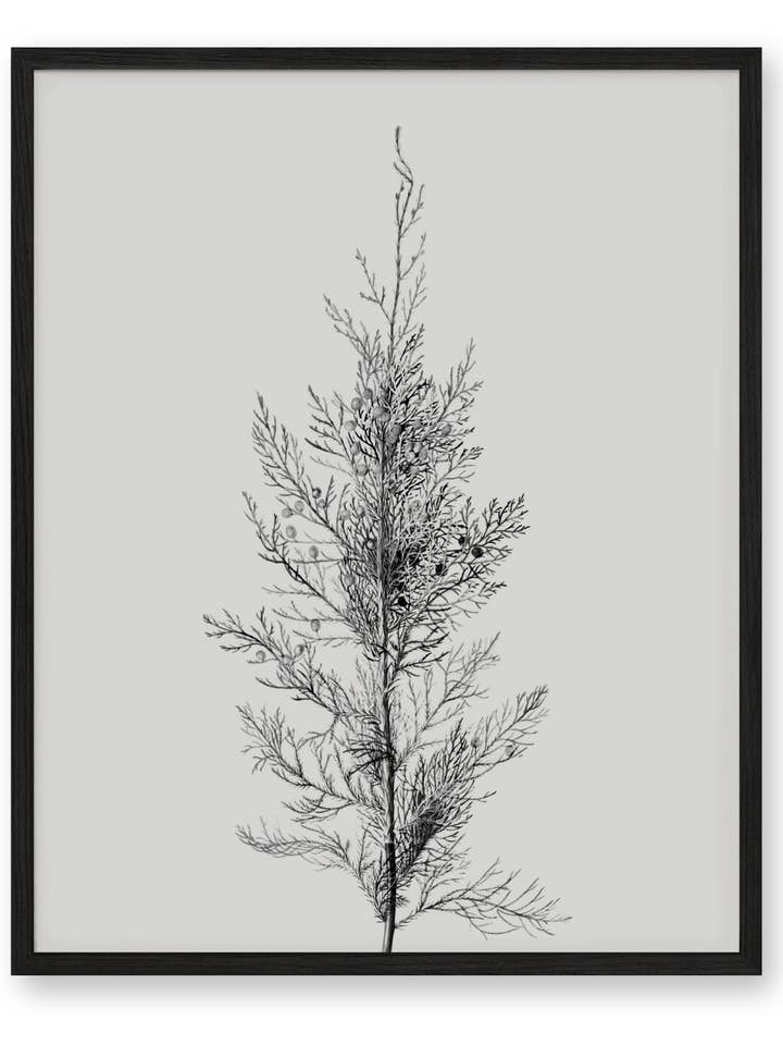 Rustikale Kiefernbaumspitze für den Großhandel von Knot & Soul