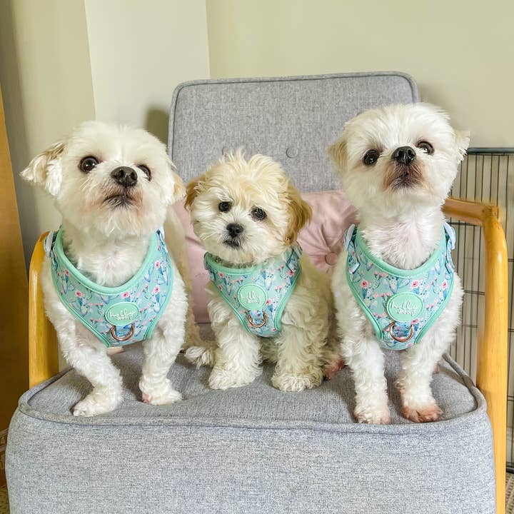Holly and Co Australia Pty Ltd - Wholesale Pet harness – Dog - Dog Harness // Pretty Fly For A Cacti3