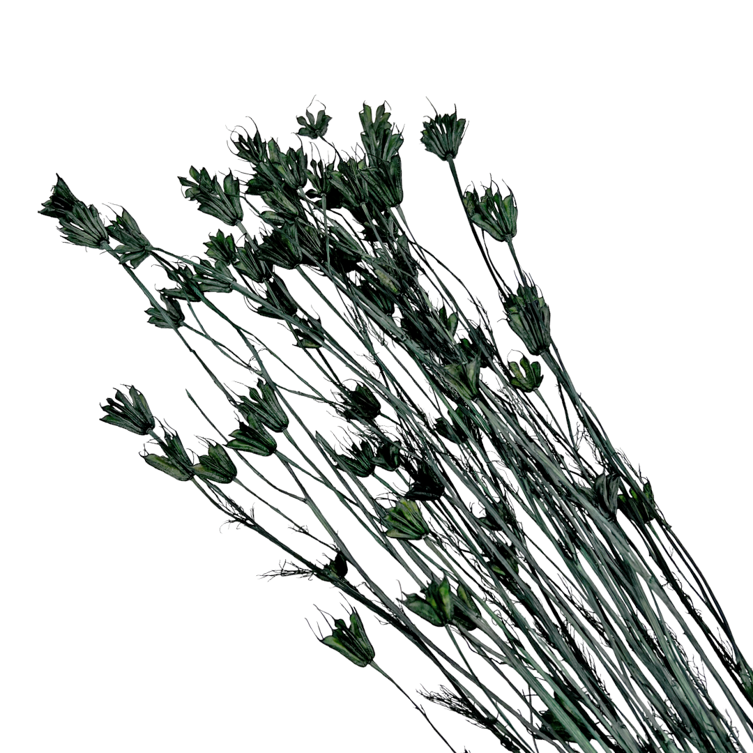 2626 Designs - Wholesale Dried/Pressed Flowers - Dried Octagon Flower, Nigella Orientalis-Love in a Mist, 24"6