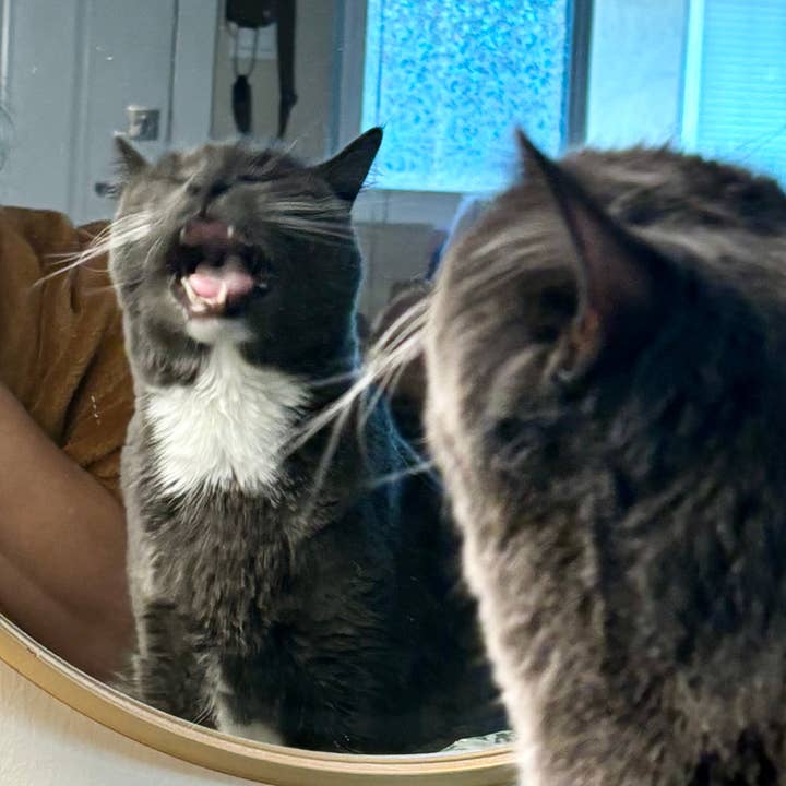 Olivia Stober Studios - Wholesale Sticker - Bruce Sticker2