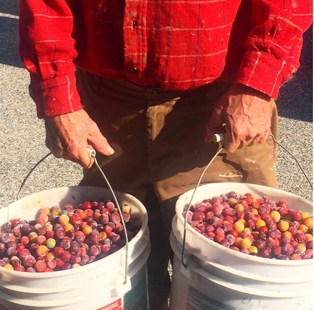Josephine's Feast - Wholesale Preserves - AAward Winning Wild Foraged Beach Plum Preserves3