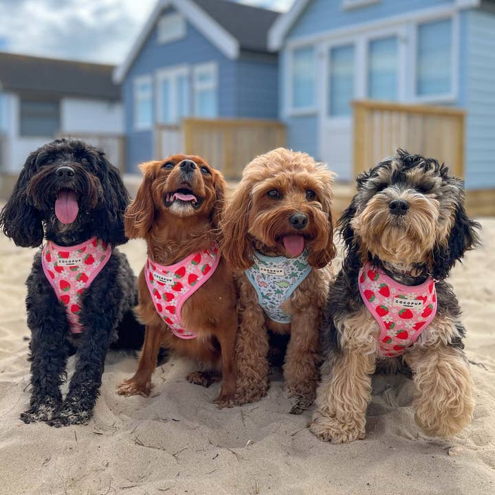 Cocopup London - Venta al por mayor Arnés - Perros - Arnés ajustable para cuello Dinopaws26